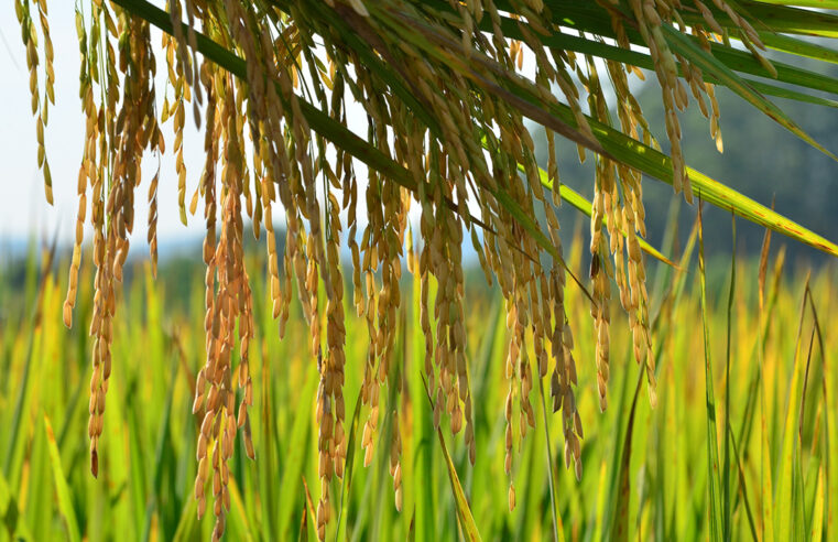 Litoral Norte de SC aumenta produção de arroz e alcança marca recorde na safra 2024/25