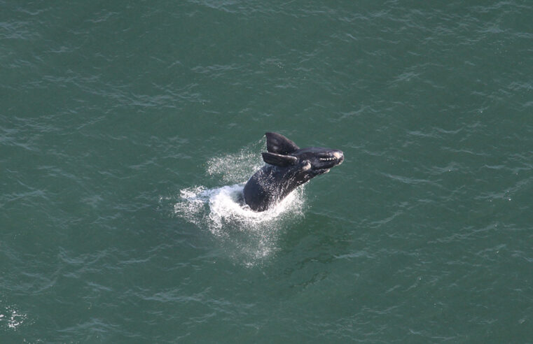 Porto de Imbituba inicia 17ª temporada de monitoramento de cetáceos