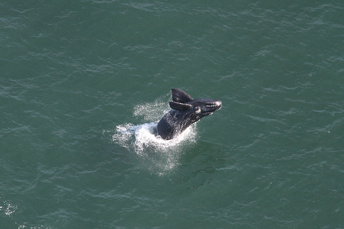 Porto de Imbituba inicia 17ª temporada de monitoramento de cetáceos