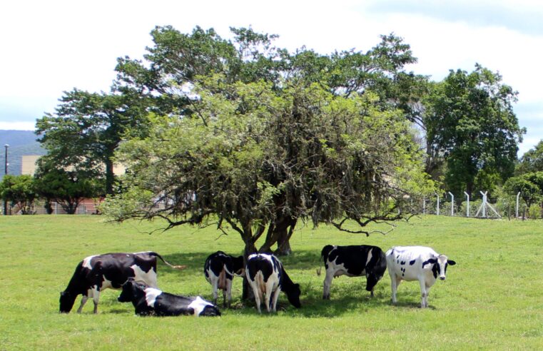 Santa Catarina é único estado do país com classificação A para o baixo risco de brucelose bovina e bubalina